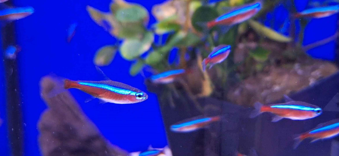 Cardinal Tetra