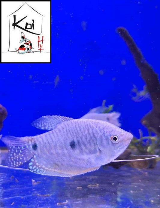 Three Spot Gourami