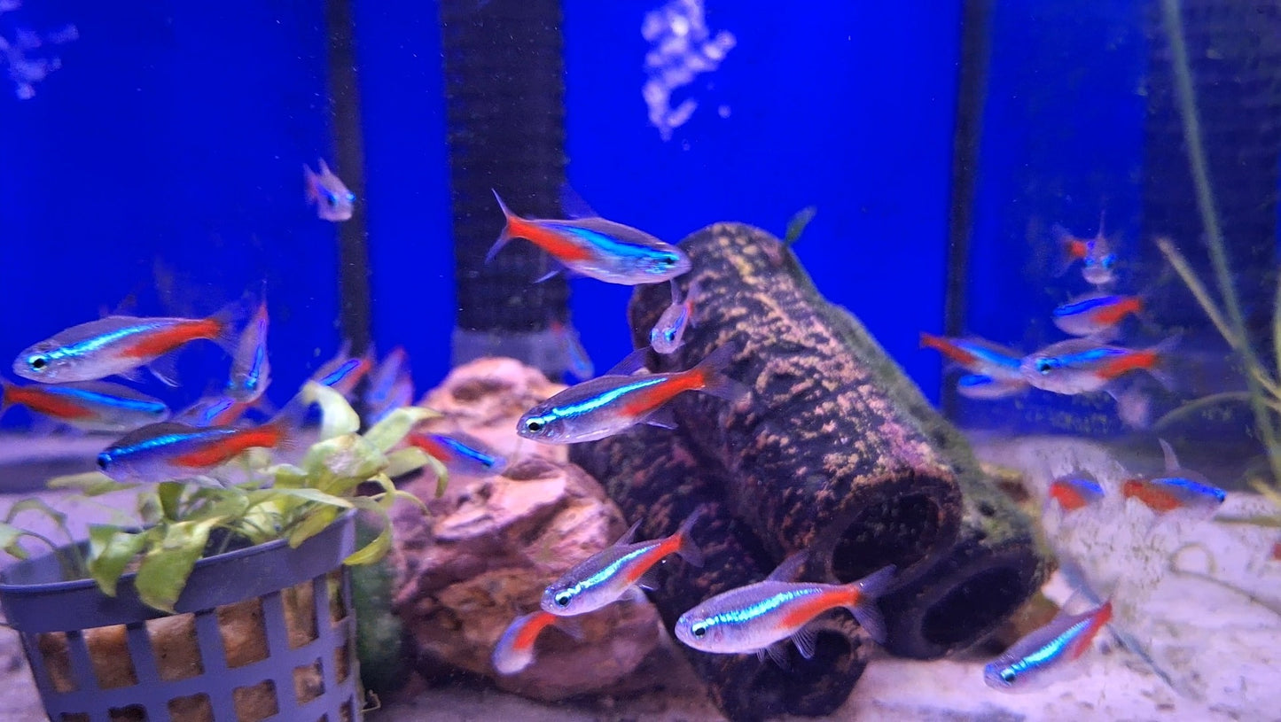 Neon Tetra