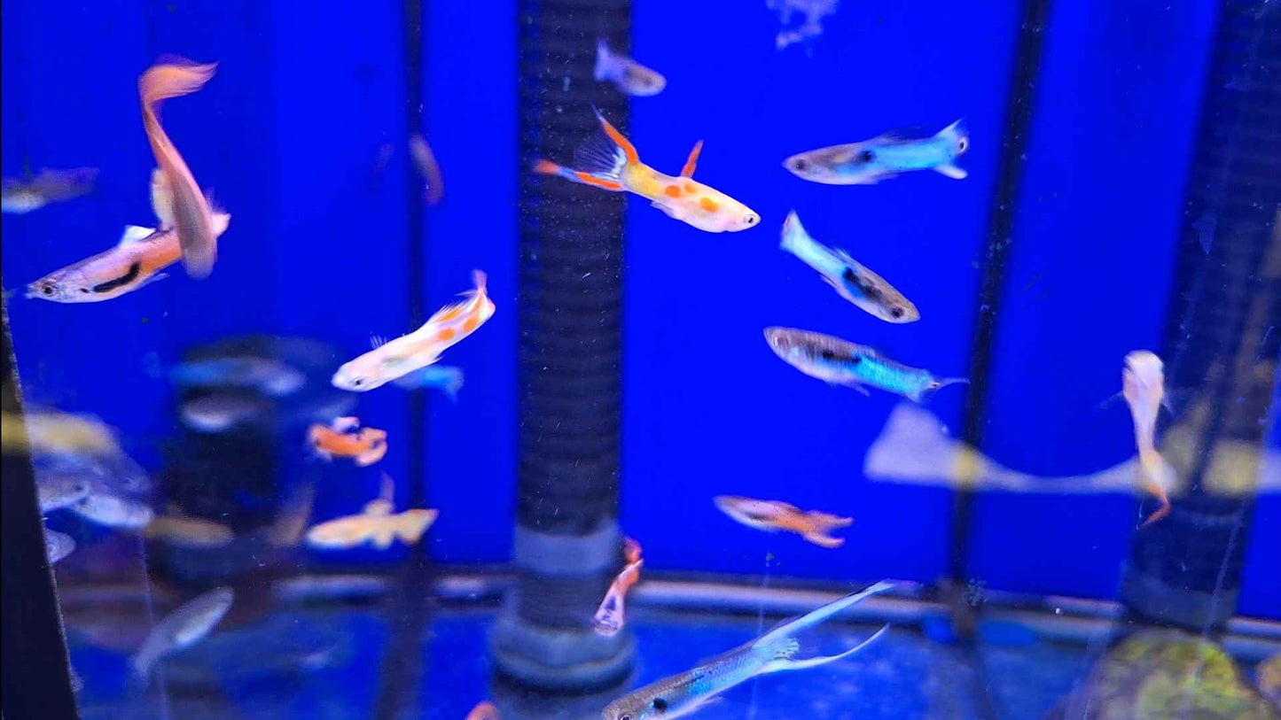 Assorted Endlers (Male)