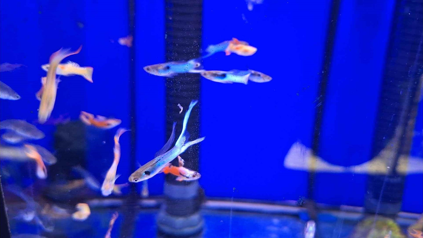 Assorted Endlers (Male)