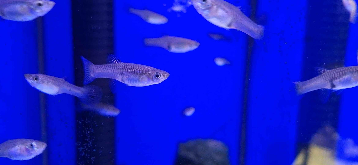 Assorted Endlers (Female)