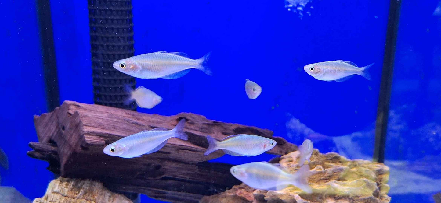 Boeseman's Rainbowfish (Juvenile)