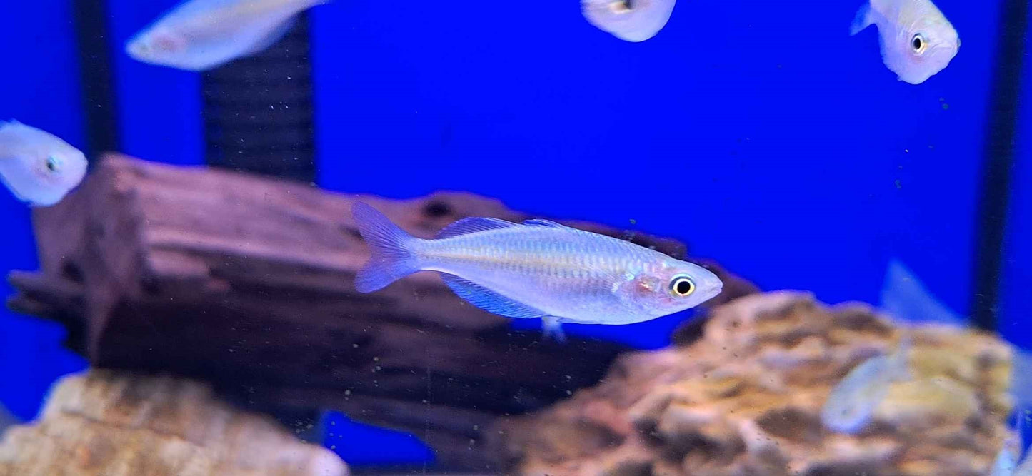 Boeseman's Rainbowfish (Juvenile)