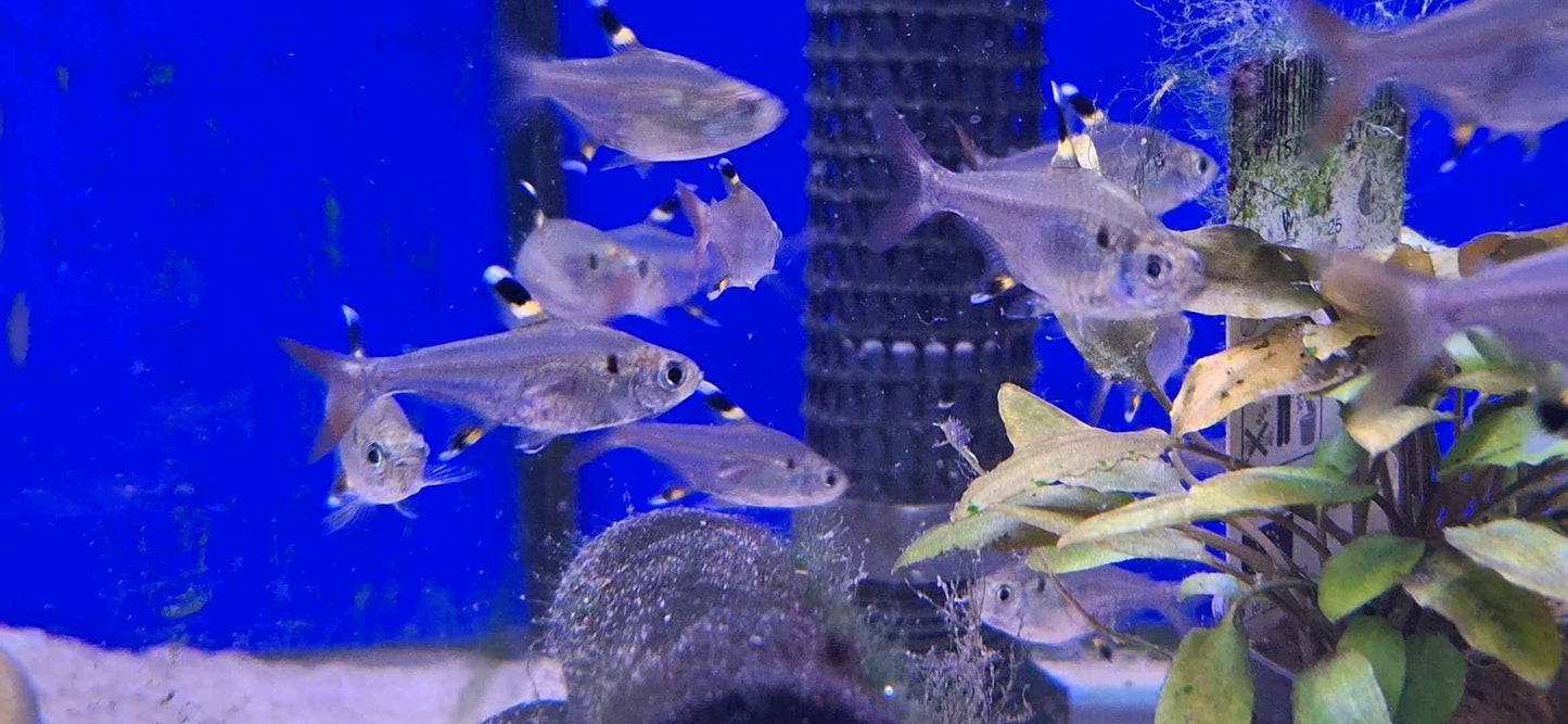 X-Ray Tetra