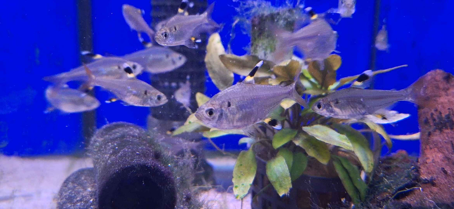 X-Ray Tetra