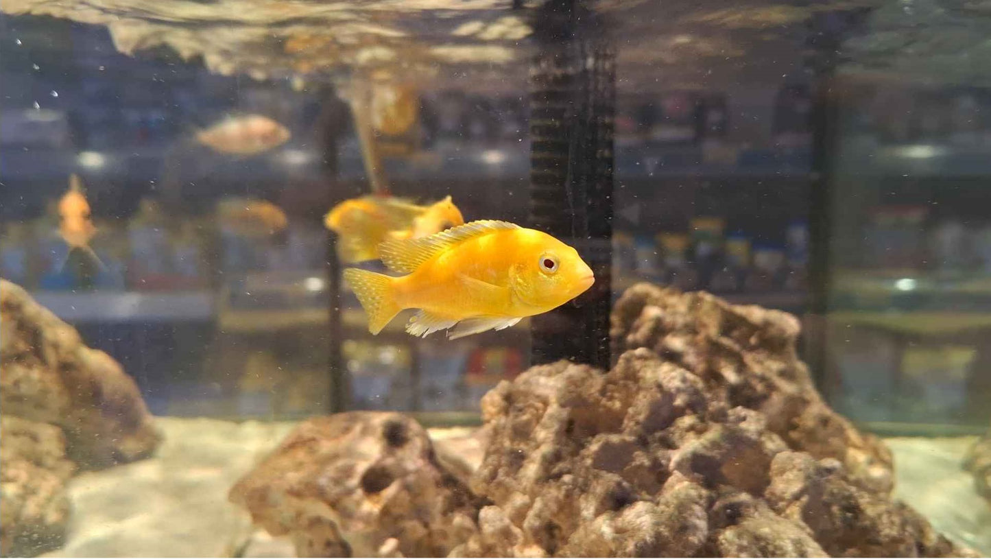 Lemon Mbuna Cichlid