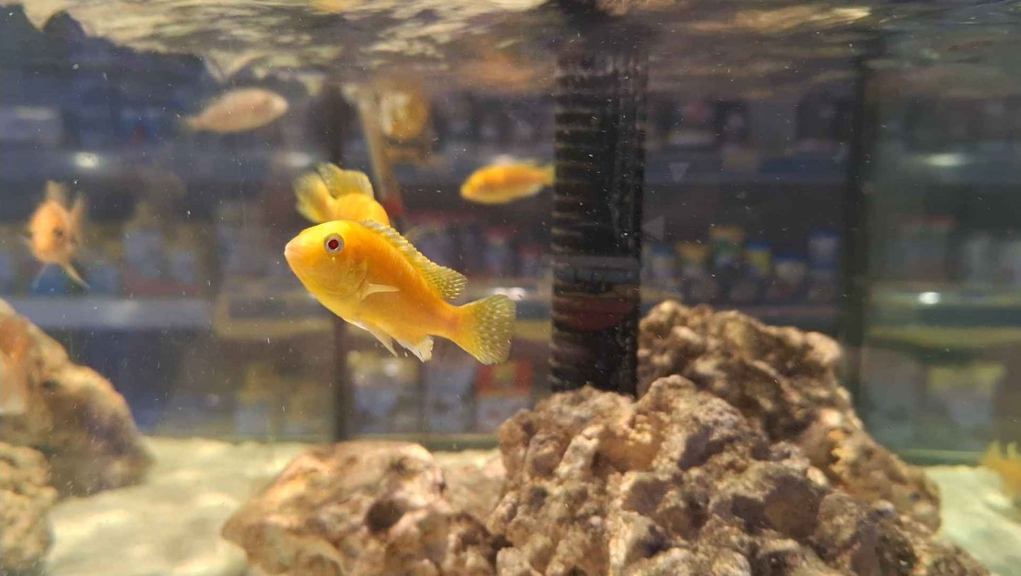 Lemon Mbuna Cichlid