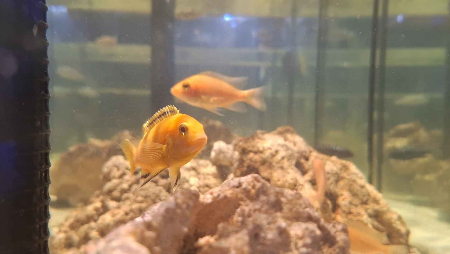 Lemon Mbuna Cichlid