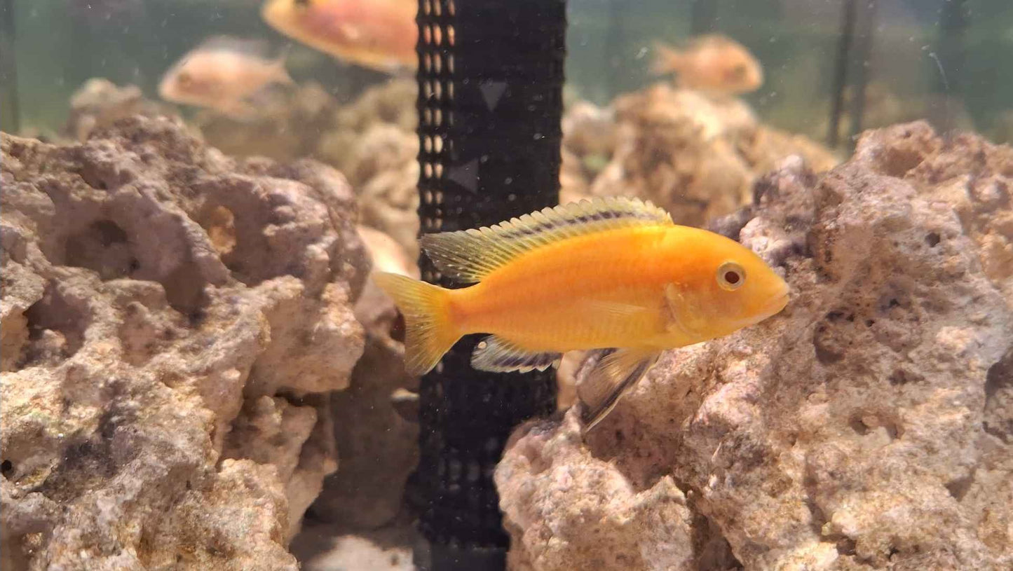 Lemon Mbuna Cichlid