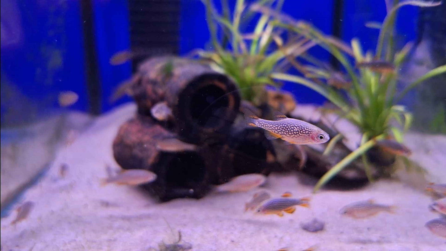 Galaxy Rasbora