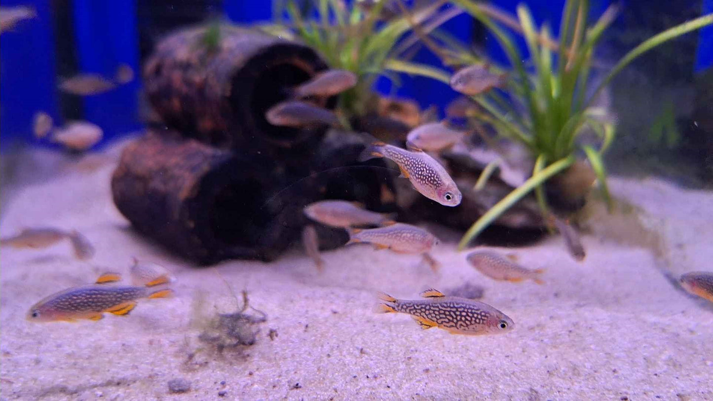 Galaxy Rasbora