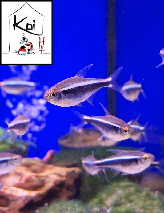 Black Neon Tetra