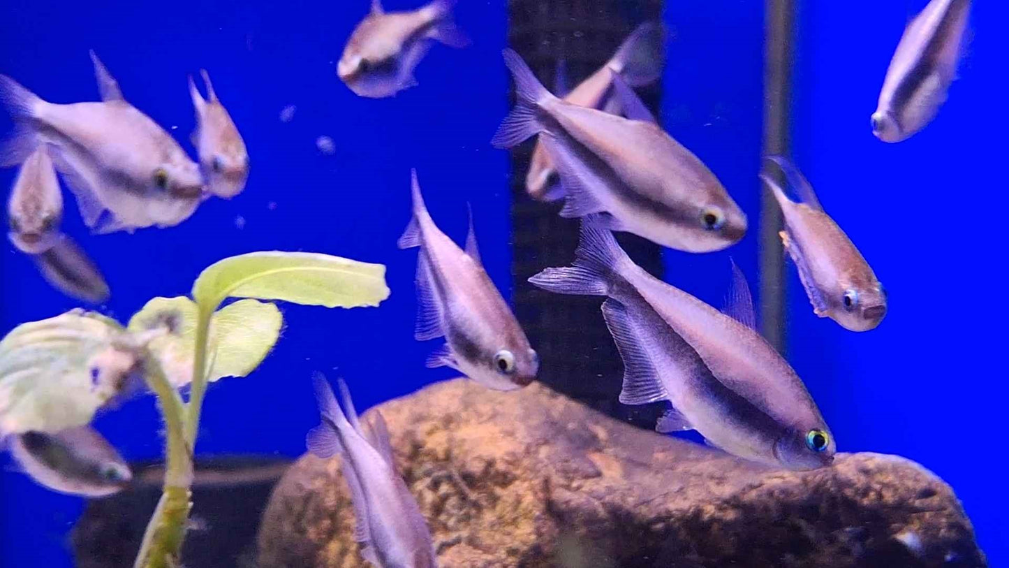 Emperor Tetra