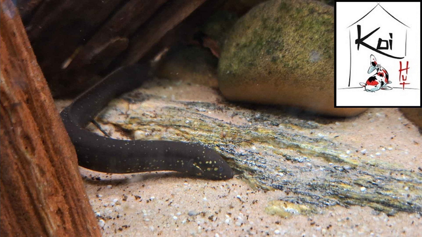 South American Lungfish (Juvenile)