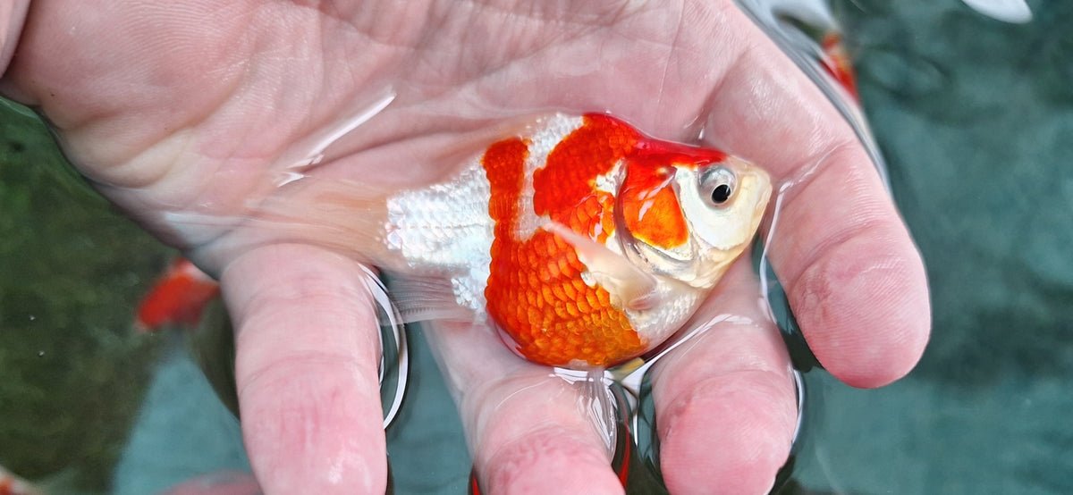 Yamasan Tamasaba Goldfish – Koi Hut