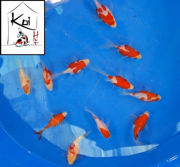 Yamasan Tamasaba Goldfish – Koi Hut