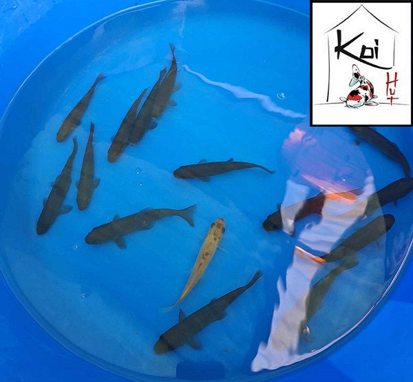 Tench