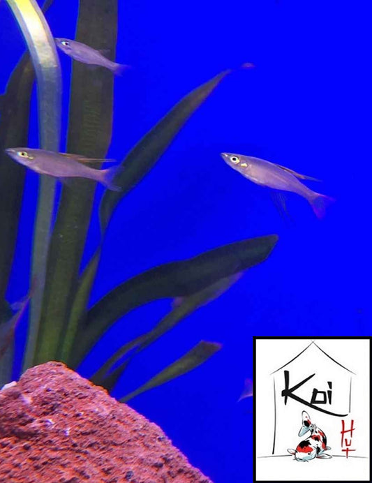 Threadfin Rainbowfish