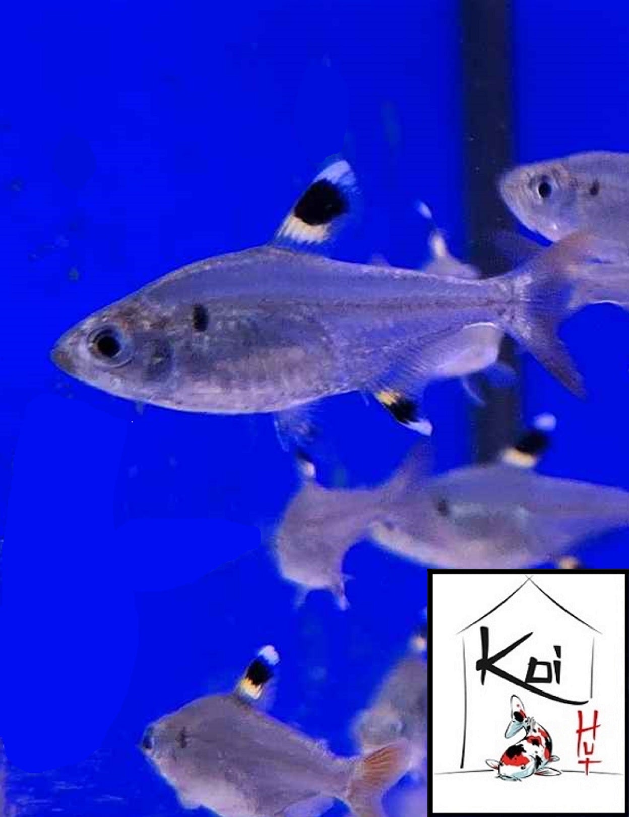 X-Ray Tetra